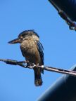 Kookaburra.JPG (25 KB)